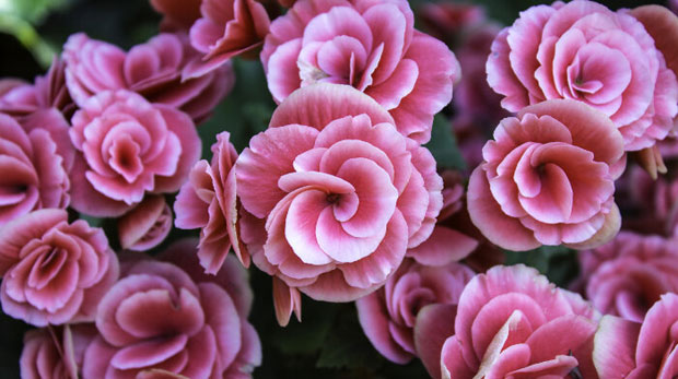 Бегонија на чак хиљаду начина 